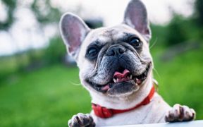 5 Great Ways to Honor your Pet