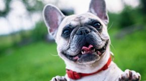 5 Great Ways to Honor your Pet
