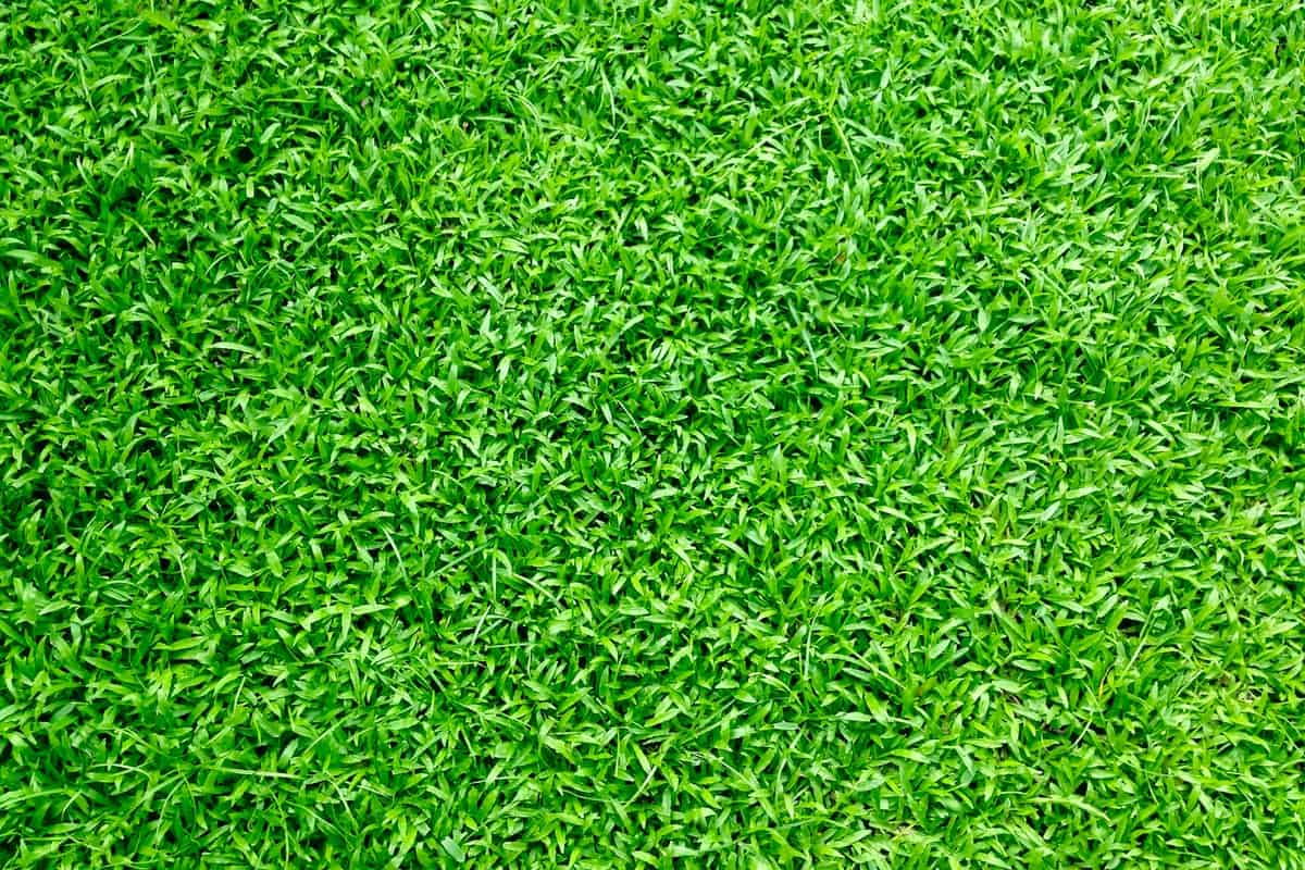 5 Tips to Help You Choose the Right Fertilizer for Your Lawn