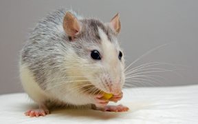 5 Diseases Common Household Mice Carry