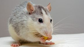 5 Diseases Common Household Mice Carry