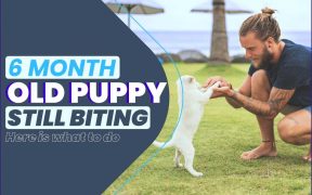 6 month Old Puppy Still Biting