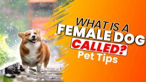 What is a Female Dog Called