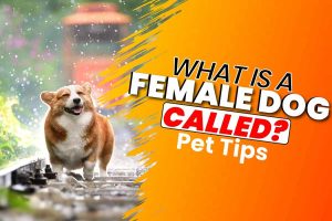 What is a Female Dog Called