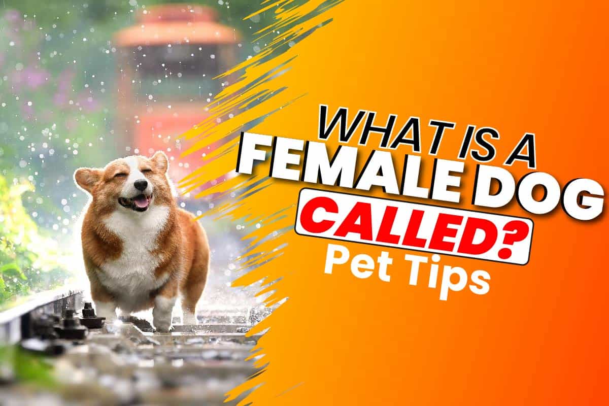 what do we call a female dog