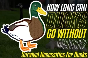 How Long Can Ducks Go Without Water