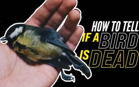 How To Tell If A Bird Is Dead