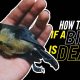 How To Tell If A Bird Is Dead