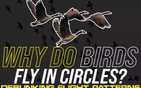 Why Do Birds Fly In Circles