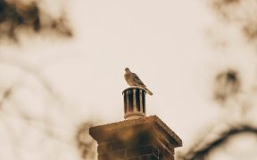 How To Get Birds Out Of Chimney
