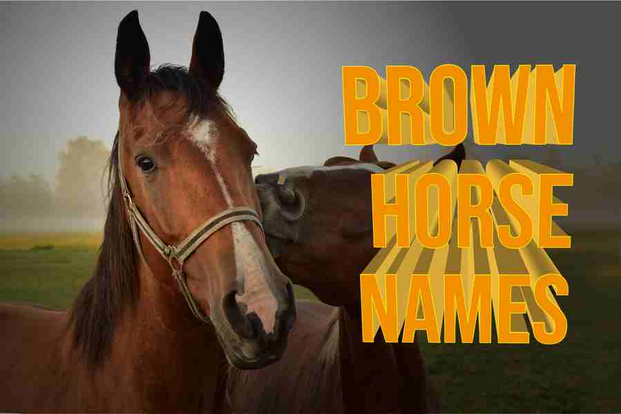 Brown Horse Names