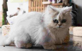 White Kitten Name