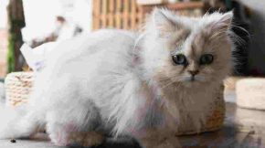 White Kitten Name