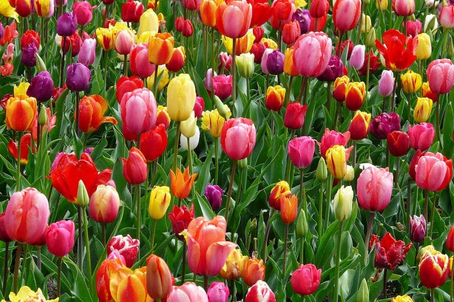 How To Keep Tulips From Drooping